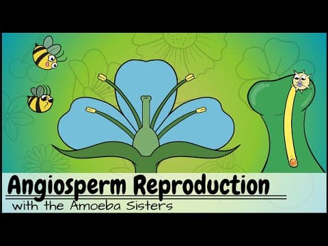 Angiosperm (Flowering Plants) Reproduction UPDATED thumbnail