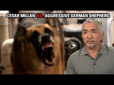 Most Dangerous Dog I Have Ever Faced - A German Shepard That Mauls Its Owner | Cesar 911 Throwbacks thumbnail