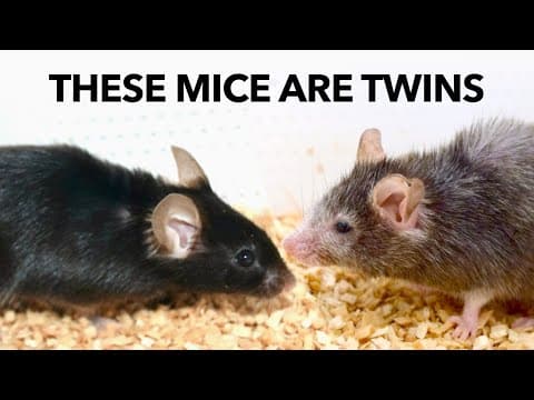 How to Slow Aging (and even reverse it) thumbnail