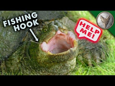 How to Safely Remove a Fishing Hook from a Turtle thumbnail