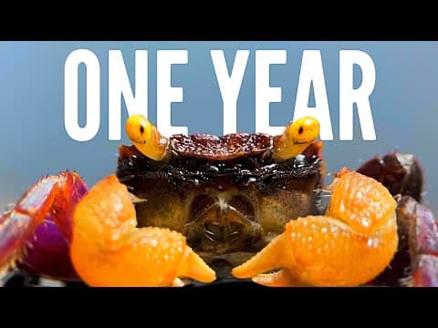One Year Ago I Built an Ecosystem, This Happened thumbnail