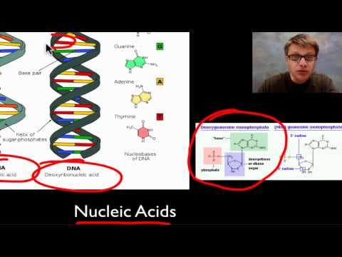 The Molecules of Life thumbnail