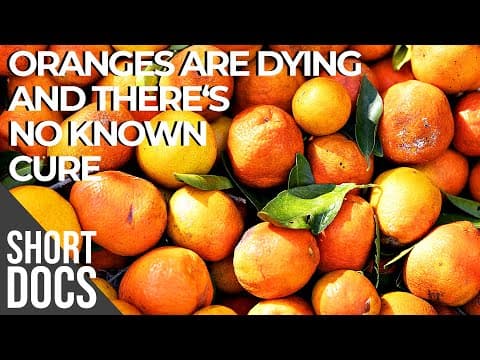 Are ORANGES Going EXTINCT? - The CITRUS BLIGHT Explained | Free Doc Bites thumbnail