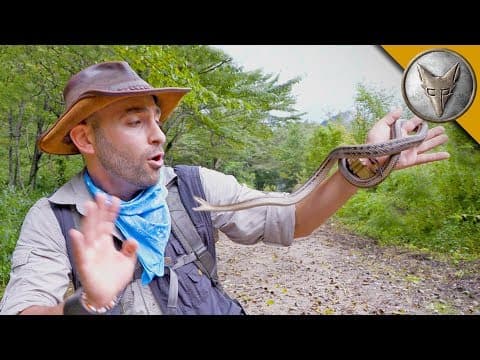 What Happens When a Snake Lunges at You in Japan? thumbnail