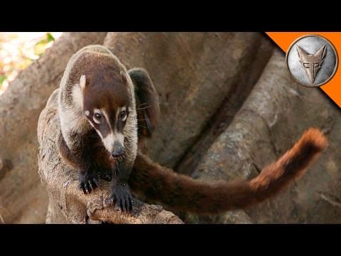What Does a Coatimundi Do in Costa Rica? thumbnail