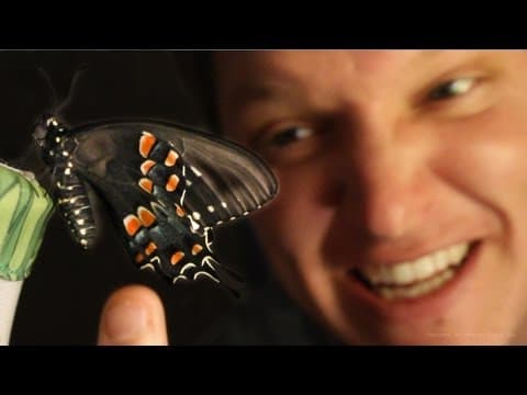 Butterfly Farming IS AMAZING - (Full Life Cycle) - Smarter Every Day 96 thumbnail