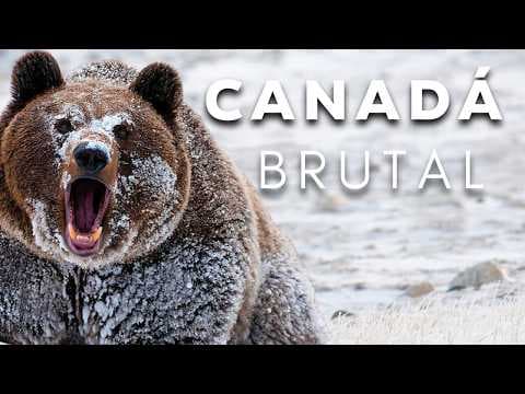CANADÁ: Território Selvagem [Documentário Completo] thumbnail