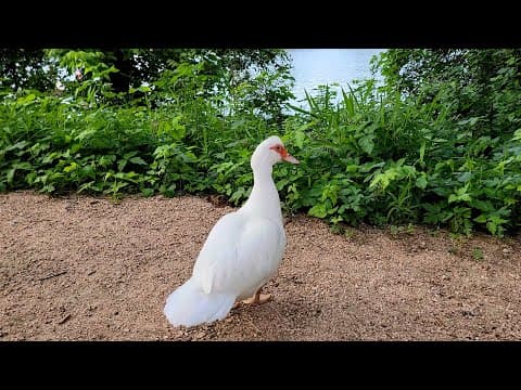 Lex Fridman interviews a goose thumbnail