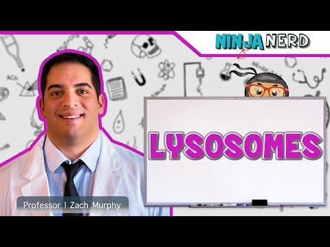 Lysosomes Structure & Function thumbnail