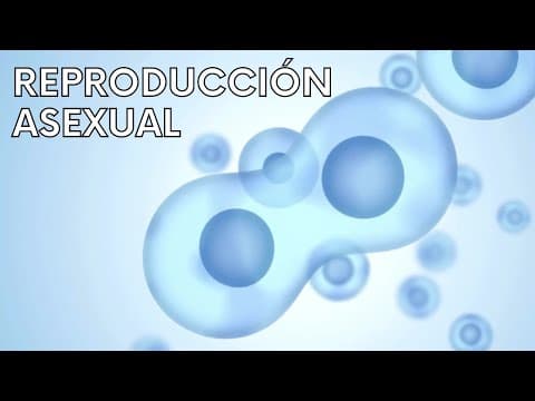 La REPRODUCCIÓN ASEXUAL explicada: ejemplos, tipos, características, ventajas, desventajas thumbnail