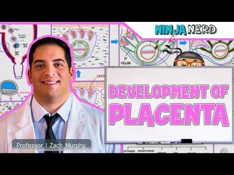 Ninja Nerd Embryology: How Does the Placenta Develop? thumbnail