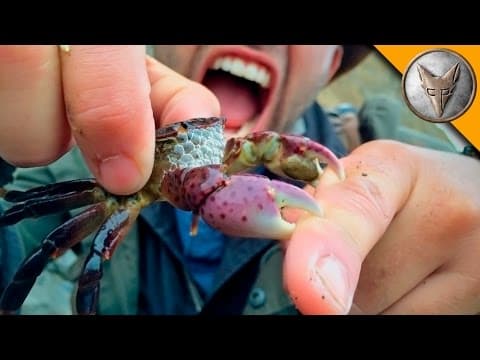 What Are Purple Shore Crabs and Their Ecosystem Role? thumbnail