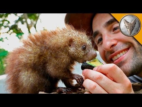 What Makes the Mexican Hairy Dwarf Porcupine Unique? thumbnail