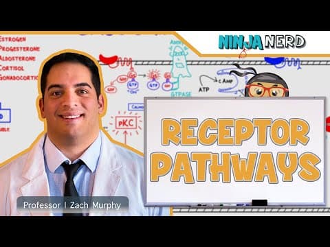 How Do Human Hormone Receptor Pathways Work? thumbnail