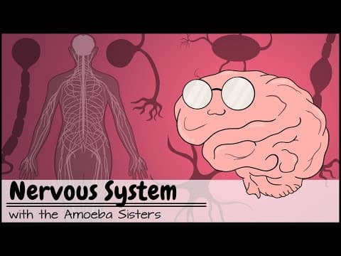 Nervous System thumbnail
