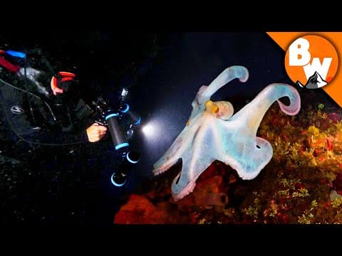 What Cool Creatures Can You See on a Night Dive? thumbnail