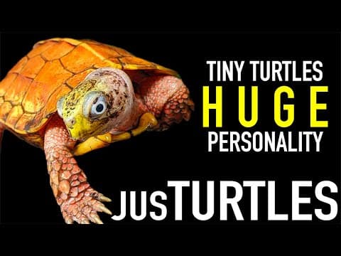 Young Turtle Breeder's Efforts to Make a Difference thumbnail