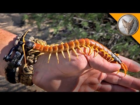Holding a HUGE Centipede! thumbnail