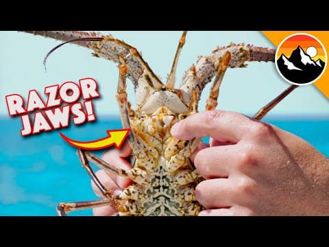 How to Catch Spiny Lobsters While Snorkeling thumbnail