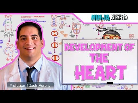 How Does the Heart Develop in an Embryo? thumbnail