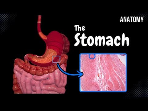 Stomach Anatomy (Topography, External Features, Parts, Layers) thumbnail