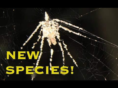 FIRST VIDEO OF NEW SPIDER SPECIES! - Smarter Every Day 78 thumbnail