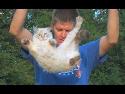 How Do Cats Always Land on Their Feet When Falling? thumbnail