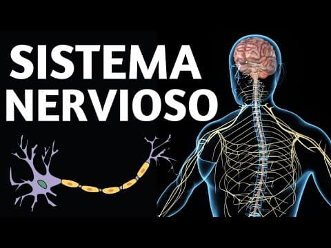 The human NERVOUS SYSTEM explained: how it works and its parts🧠 thumbnail