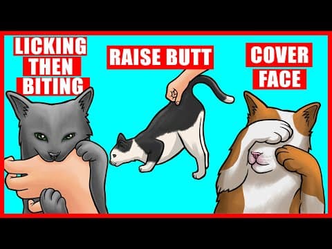 Real Meanings Behind 9 Strange Cat Behaviors Explained thumbnail
