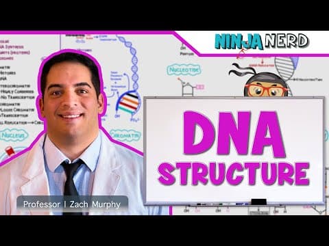 Cell Biology: How Is DNA Structured and Organized in the Nucleus? thumbnail