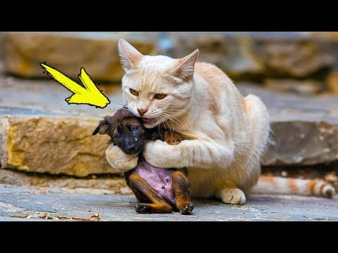 Кошка не перестаёт обнимать плачущего щенка. Когда девушка понимает причину, она плачет! thumbnail