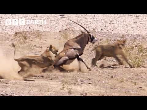 Greatest Fights In The Animal Kingdom Part 4 | BBC Earth thumbnail