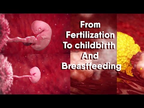 From Fertilization To childbirth And Breastfeeding thumbnail