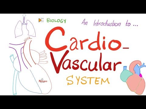 The Cardiovascular System (CVS) ❤️ 🩸 - A Simple Introduction - Biology, Anatomy, Physiology thumbnail