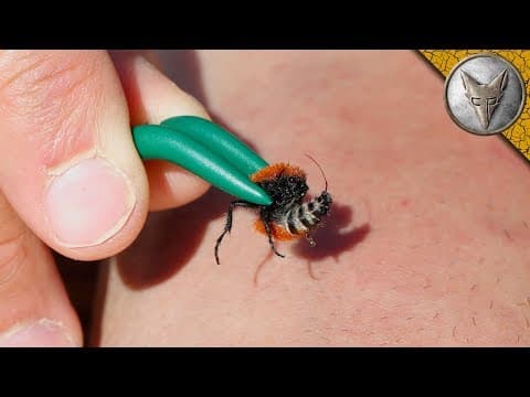 What Happens When You Get Stung by a Velvet Ant? thumbnail