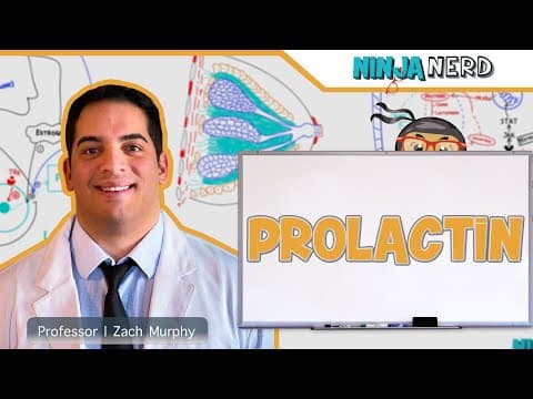 How does prolactin promote lactation and milk production? thumbnail