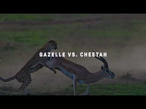 15 EXTREME Wild Animal Fights thumbnail