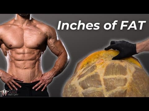 How Your Body Really Burns Fat: Can We Control It? thumbnail