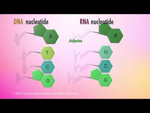 Nucleic Acids thumbnail