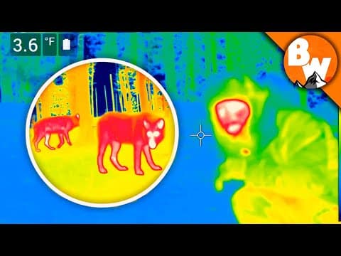 How Does Thermal Imaging Work for Night Wildlife Filming? thumbnail