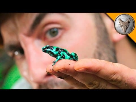To CATCH a Poison Frog! thumbnail