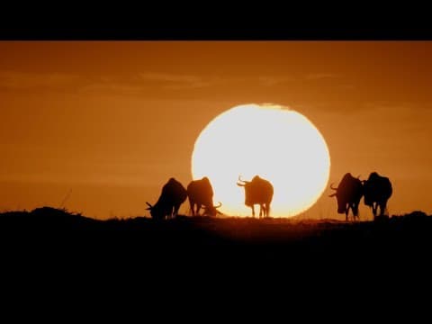 Serengeti: Nature’s Living Laboratory | HHMI BioInteractive Video thumbnail