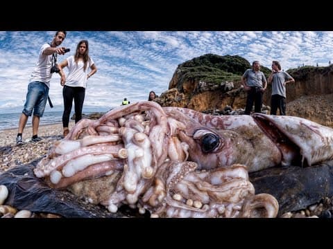 10 Biggest Creatures Ever Captured thumbnail