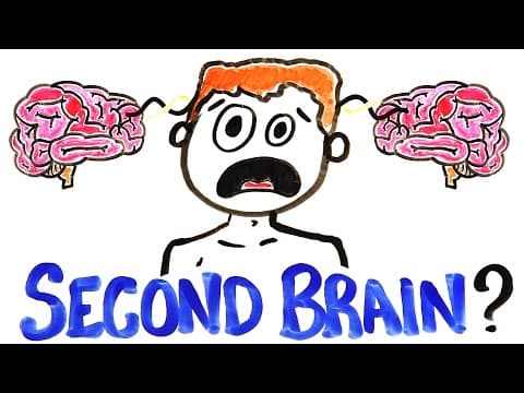 What Is the Enteric Nervous System's Role? thumbnail