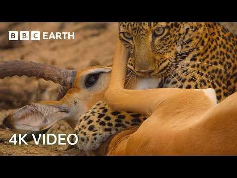 Explore the Secret Areas of Earth Where Nature Remains Untouched | 4K UHD | BBC Earth thumbnail