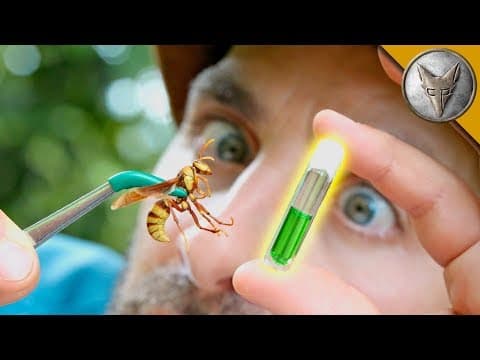 What Makes the Executioner Wasp Sting So Painful? thumbnail