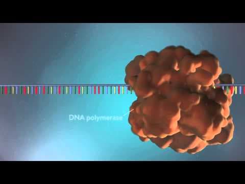 How Does DNA Replication Work in Simple Steps? thumbnail