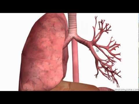 Respiratory System Introduction - Part 2 (Bronchial Tree and Lungs) - 3D Anatomy Tutorial thumbnail