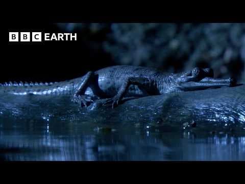 The Incredible Wildlife of India | BBC Earth thumbnail