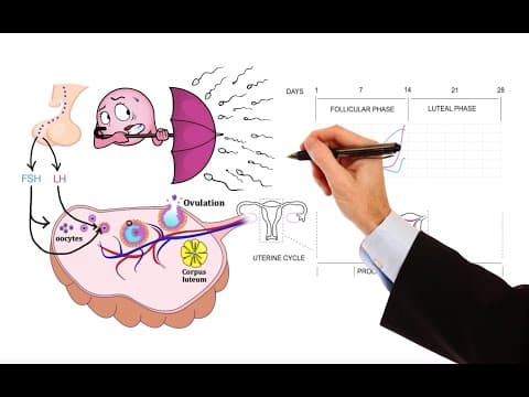 Pharmacology – MENSTRUAL CYCLE AND HORMONAL CONTRACEPTIVES (MADE EASY) thumbnail